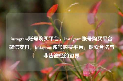 instagram账号购买平台，instagram账号购买平台微信支付，Instagram账号购买平台，探索合法与非法途径的边界